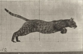 Plate 720 Cat galloping — figure reference